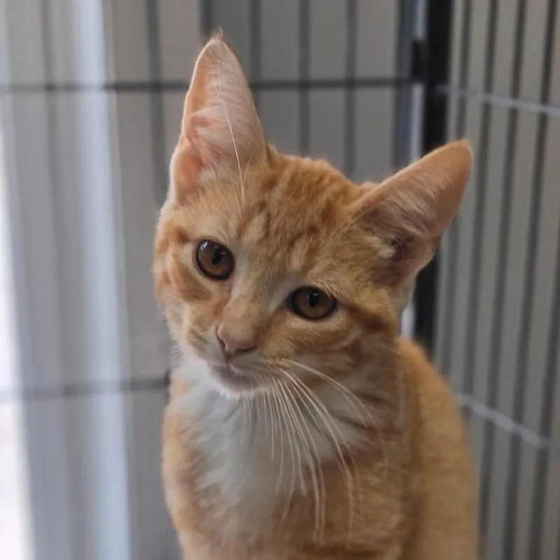 A baby medium-sized male Orange / Red Domestic Short Hair cat named Phish Food for adoption in Muncie, IN
