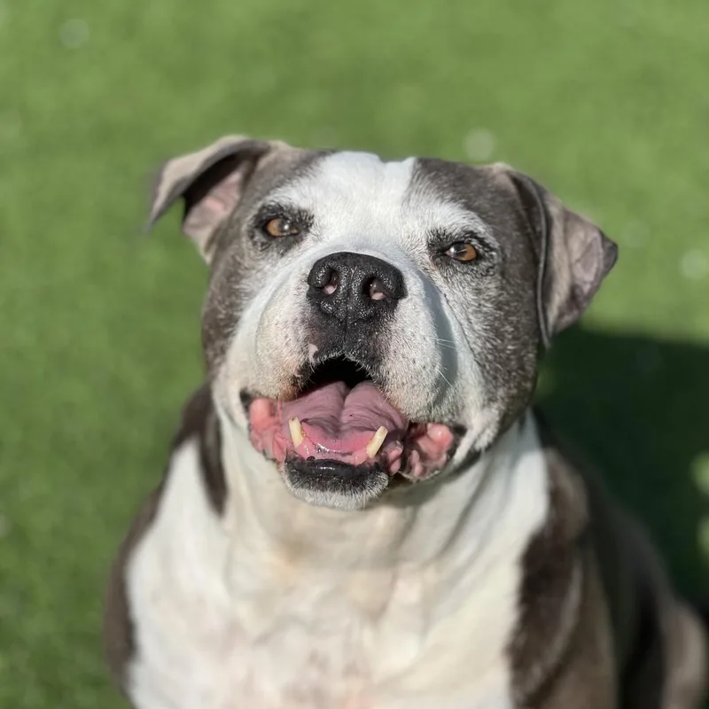 A senior medium-sized female Gray / Blue / Silver Terrier dog named Adriana  Aka Harper for adoption in LOXAHATCHEE, FL