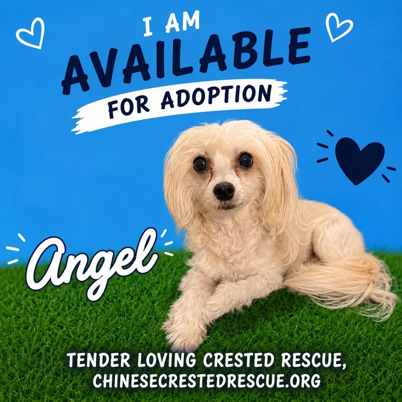 A senior small-sized female Apricot / Beige Chinese Crested Dog dog named Angel for adoption in Houston, TX