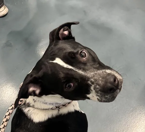A young medium-sized female Mixed Breed dog named Lola for adoption in Ridgewood, NY