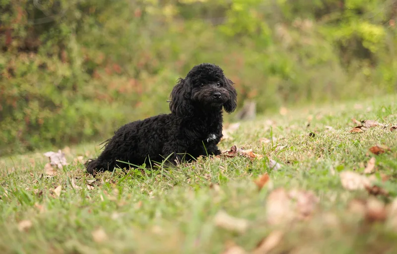 Tairn  Transport thumbnail 2