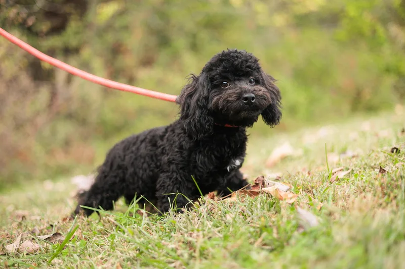 Tairn  Transport thumbnail 3