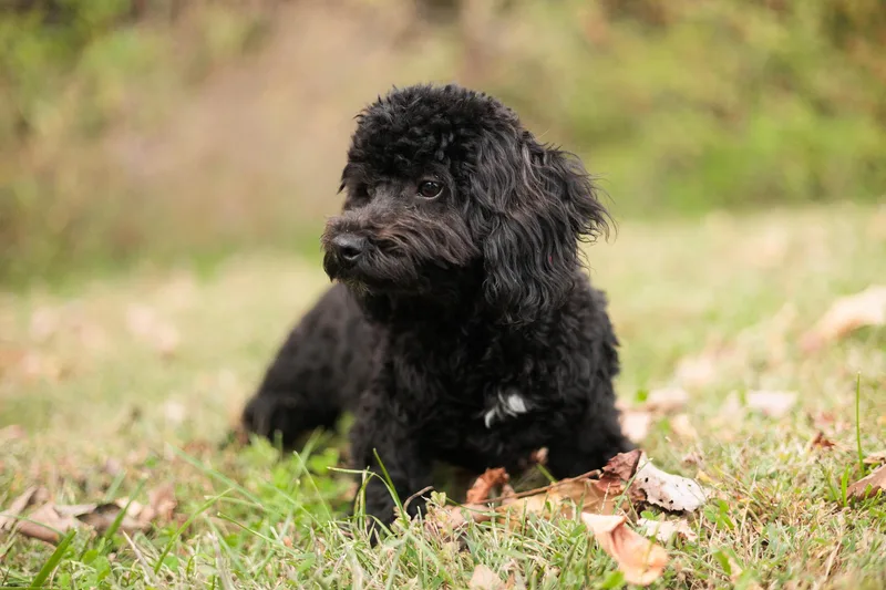 Tairn  Transport thumbnail 5