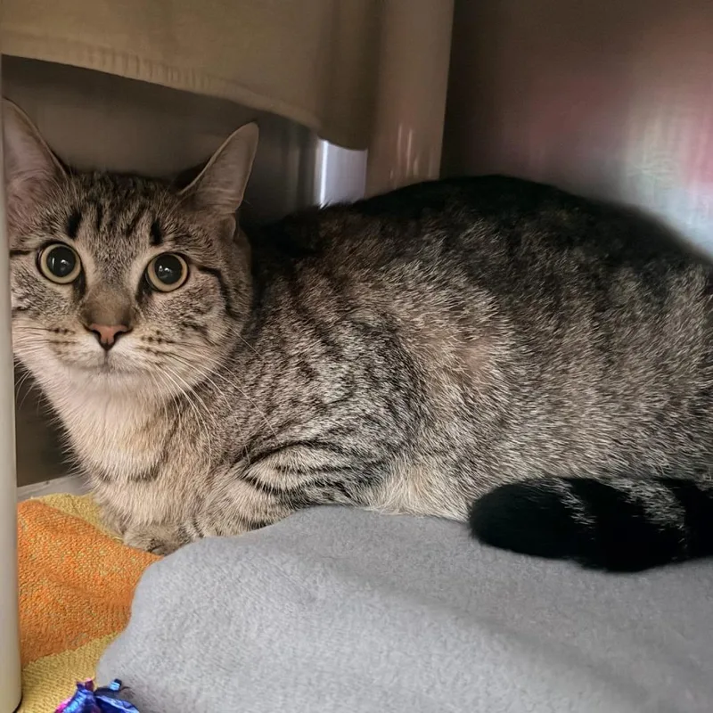 An adult small-sized female Gray / Blue / Silver Domestic Short Hair cat named Lunaria for adoption in Springfield, MA