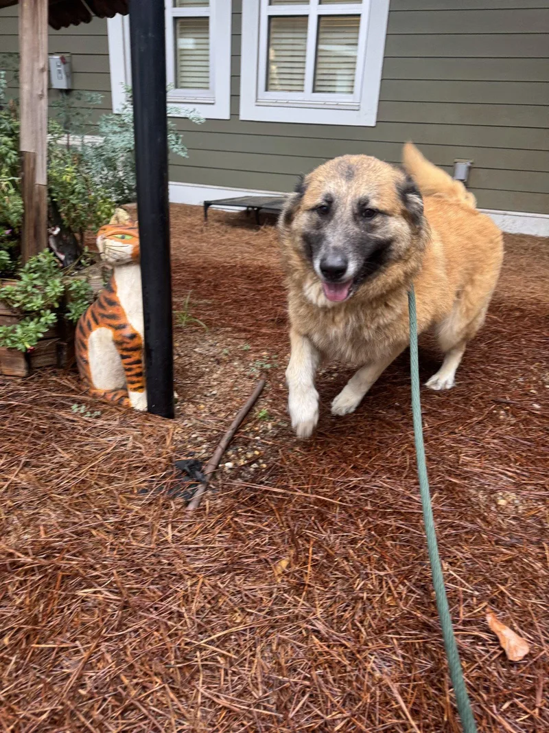 An adult large-sized female Mixed Breed dog named Lucie for adoption in Hilton Head Island, SC