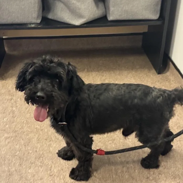 An adult small-sized male Maltese dog named Hershey for adoption in Saint Louis, MO