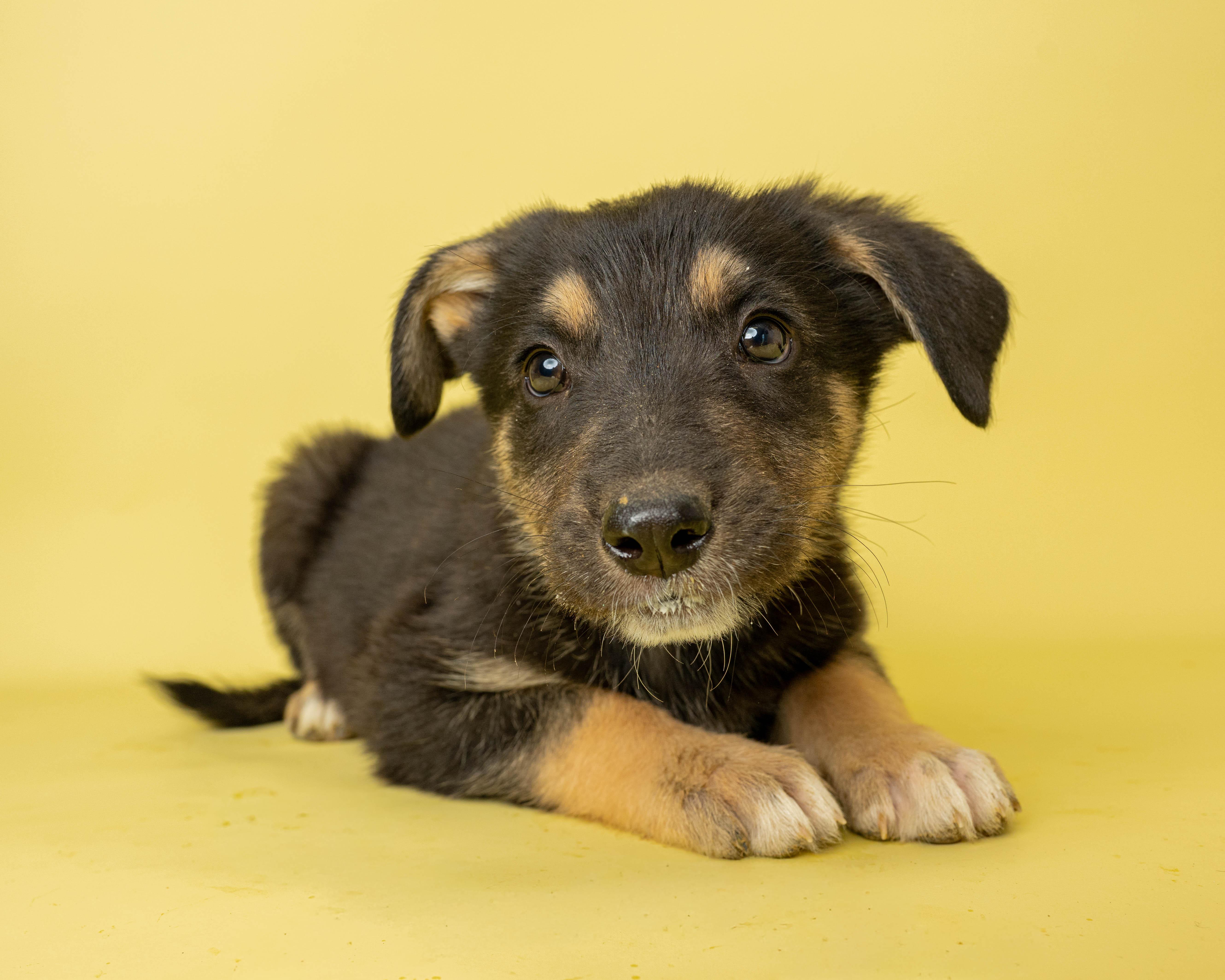 A baby large-sized male Black Mixed Breed dog named Lord Licorice for adoption in Rock Springs, WY