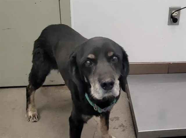 A senior medium-sized male Cocker Spaniel dog named Benedict for adoption in Tucson, AZ