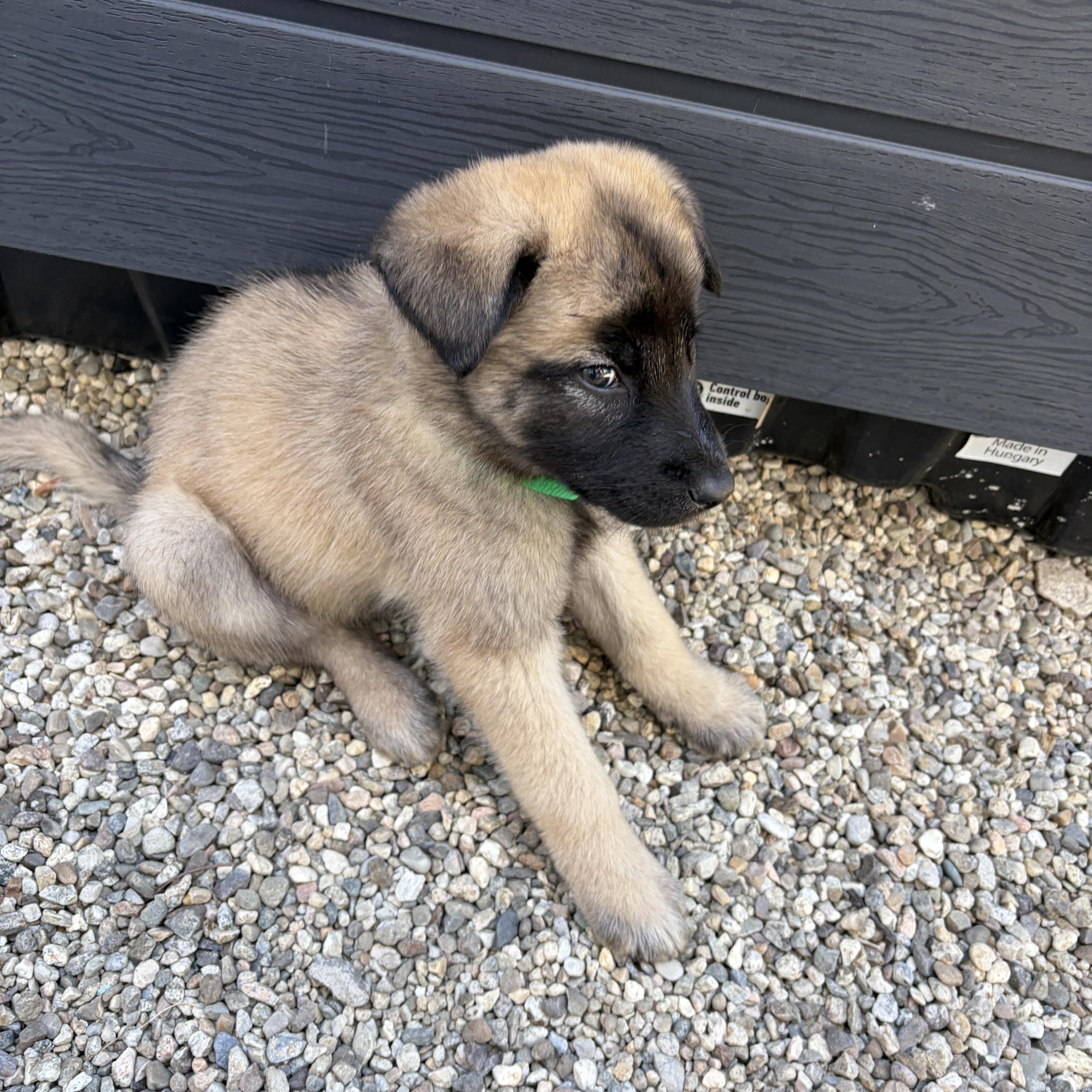 A baby small-sized male Shepherd dog named Winston for adoption in santa monica, CA