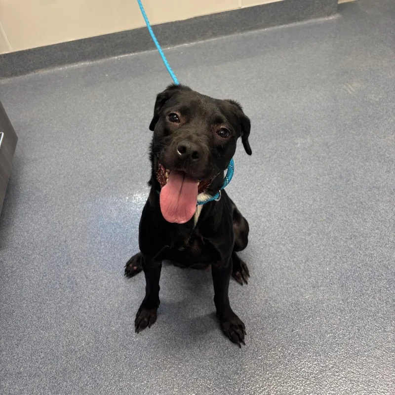 An adult medium-sized female Black Mixed Breed dog named Beyonce for adoption in St Joseph, MO