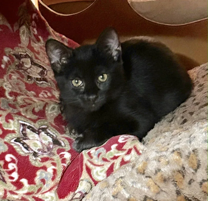 A baby medium-sized female Black Domestic Medium Hair cat named Amara for adoption in Social Circle, GA