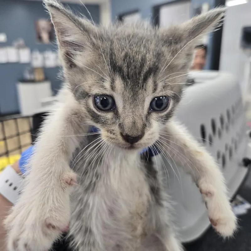 A baby small-sized male Domestic Short Hair cat named Oliver for adoption in Newark, NJ