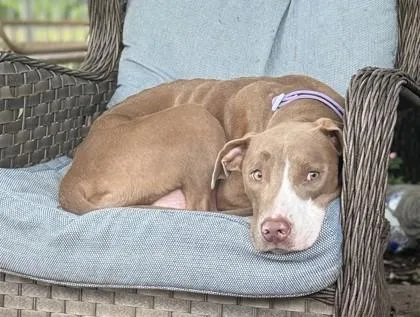 A young medium-sized female Brown / Chocolate Mixed Breed dog named Cheese for adoption in Fernandina Beach, FL