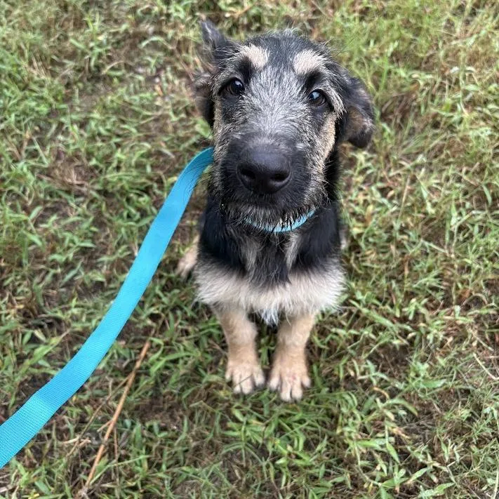 A baby medium-sized male Black Shepherd dog named Woody for adoption in North Charleston, SC