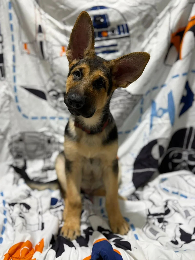 A young large-sized male Black German Shepherd Dog dog named Rudy for adoption in Glendale, AZ