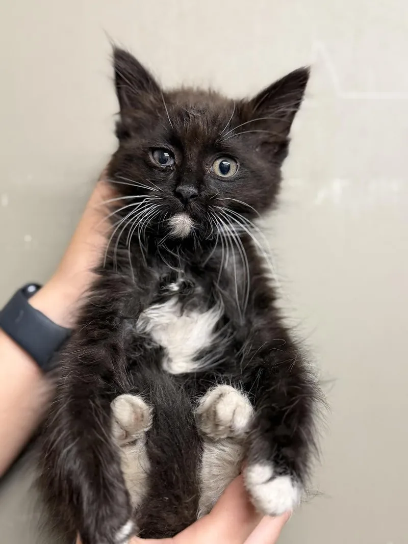 A young small-sized male Black & White / Tuxedo Domestic Medium Hair cat named Toby for adoption in Oakdale, CA