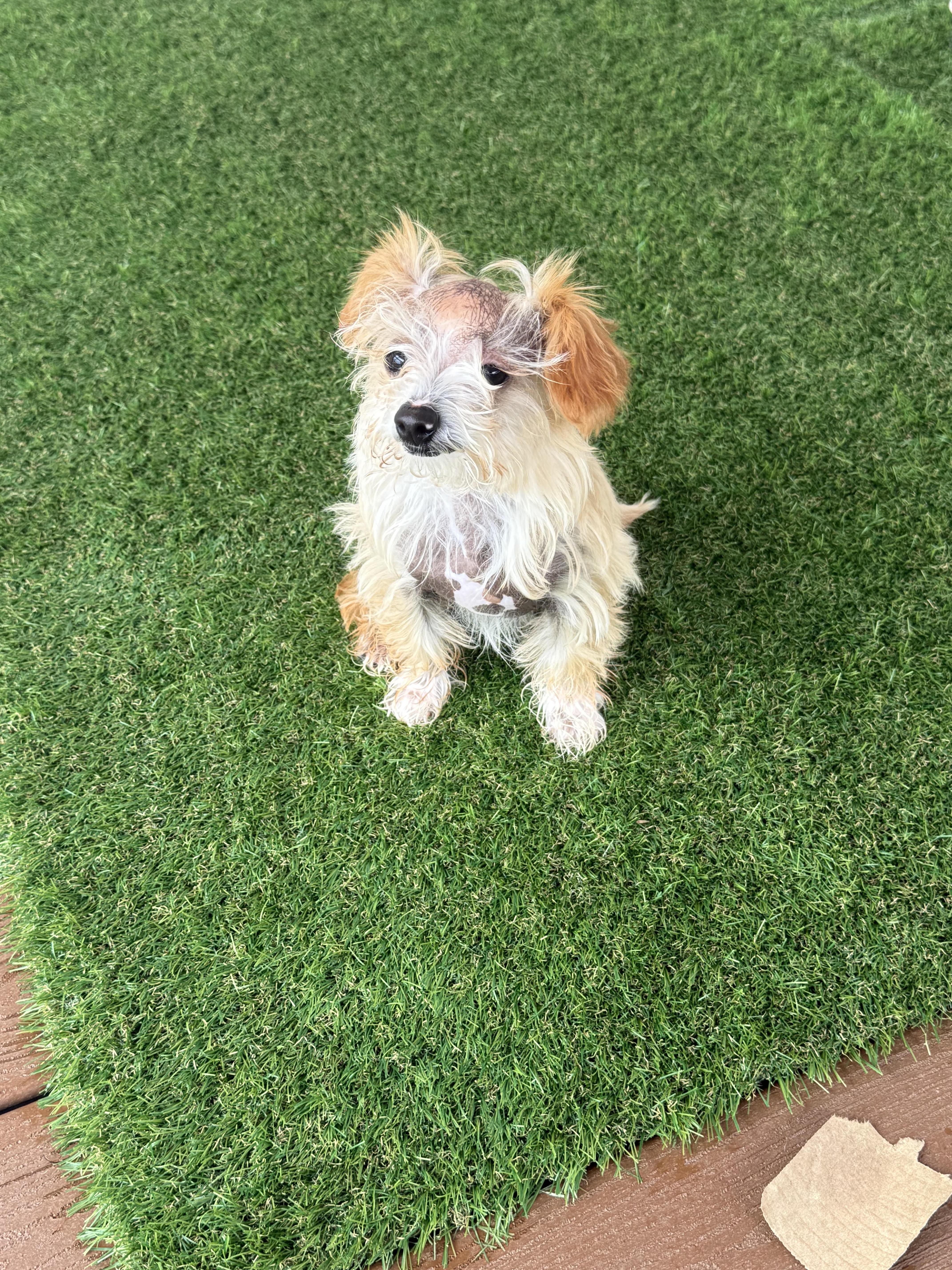 Archibald