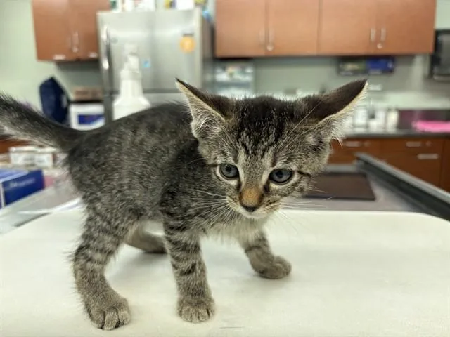 A baby small-sized female Domestic Medium Hair cat named Charlotte for adoption in Rancho Cucamonga, CA