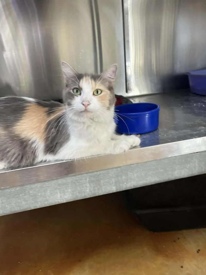 An adult medium-sized female Domestic Medium Hair cat named Caroline for adoption in Austin, MN