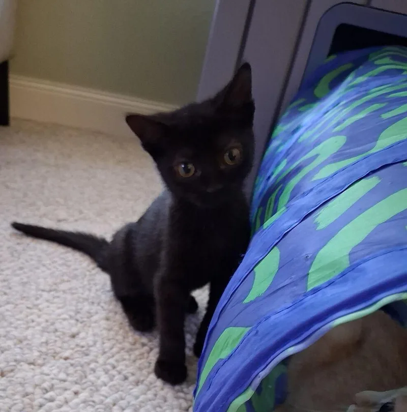 A baby medium-sized female Black Domestic Short Hair cat named Trick for adoption in Dorr, MI