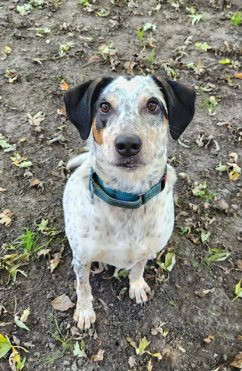 A young medium-sized male Beagle dog named Bo for adoption in Liberty Center, OH