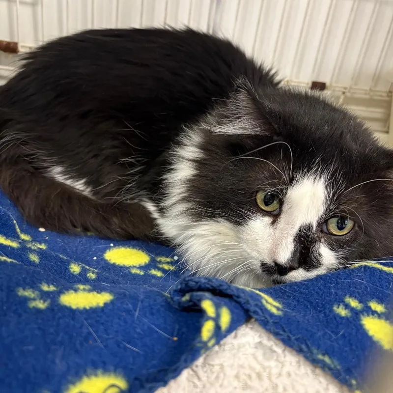 A senior medium-sized male Black Domestic Medium Hair cat named Spinner for adoption in Branford, CT
