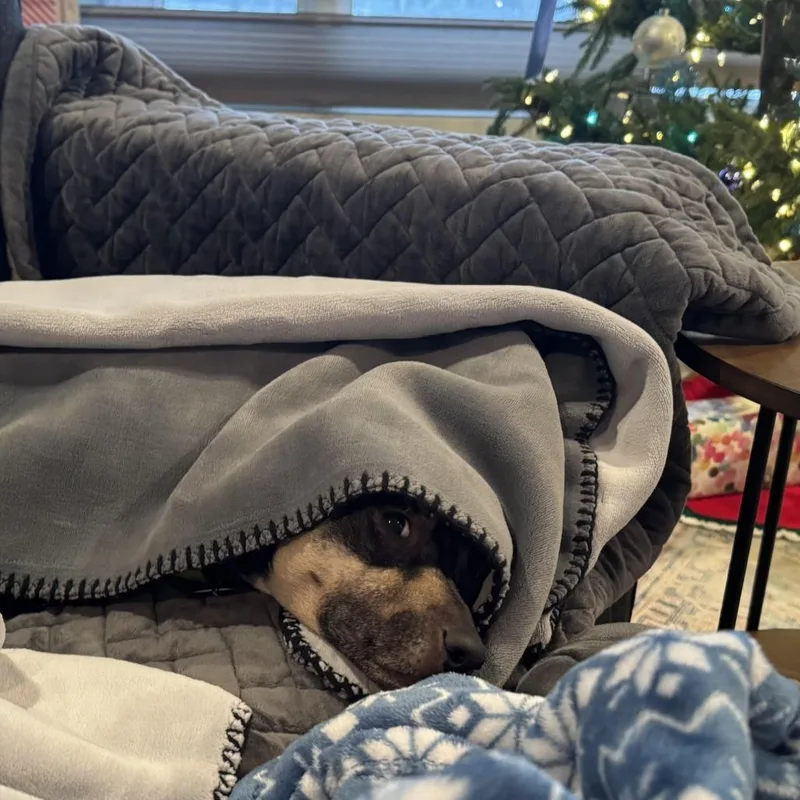 Marigold thumbnail 2