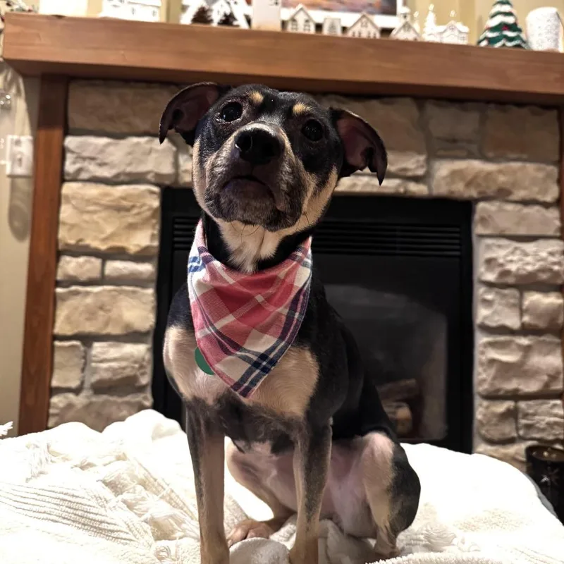 Marigold thumbnail 3