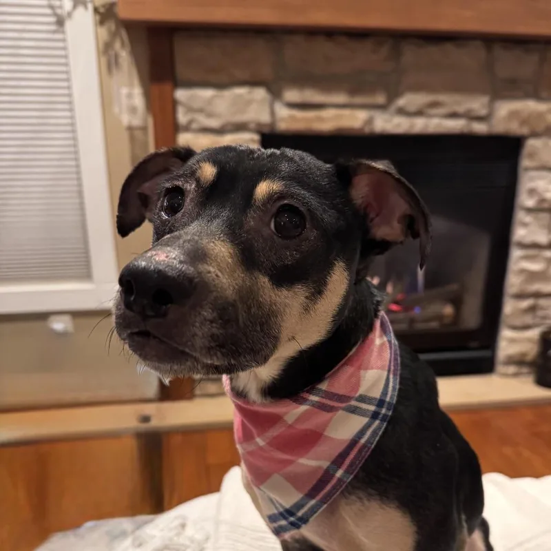 Marigold thumbnail 4