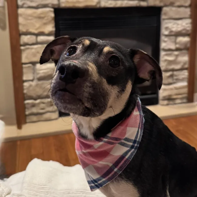 Marigold thumbnail 5