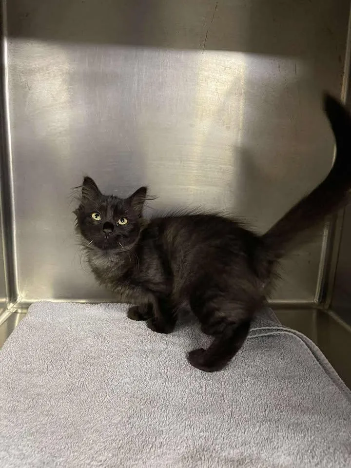 A baby medium-sized female Domestic Medium Hair cat named Lupine for adoption in Winthrop, ME