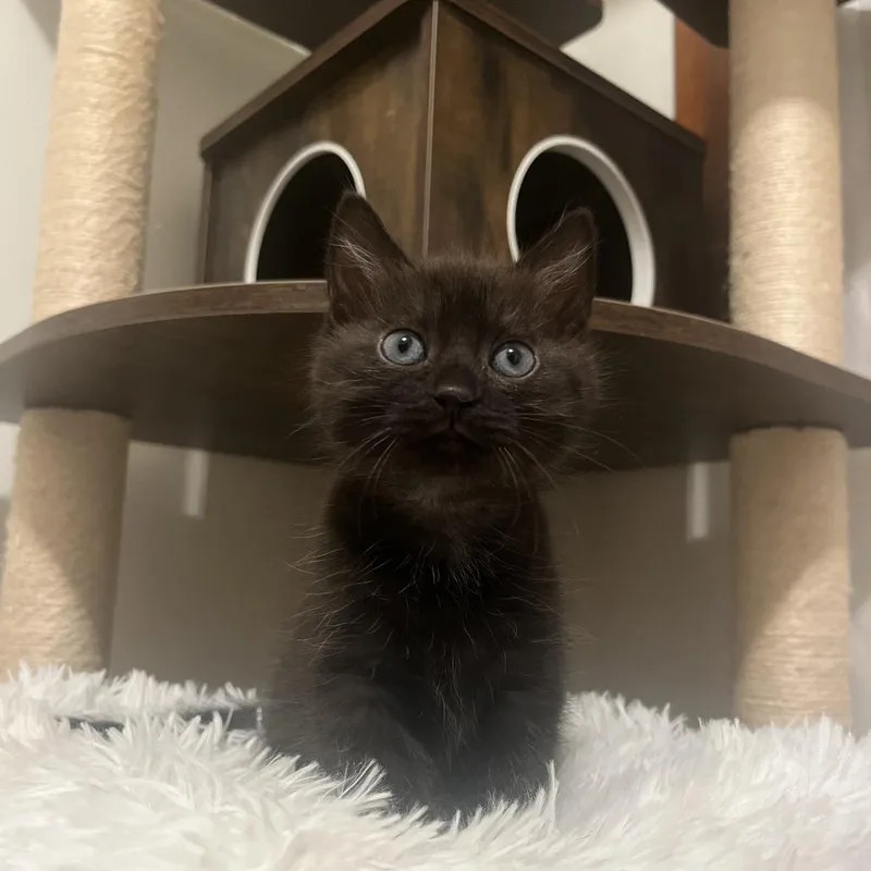 A baby small-sized male Black Domestic Short Hair cat named Garnet [blue] for adoption in Baltimore, MD