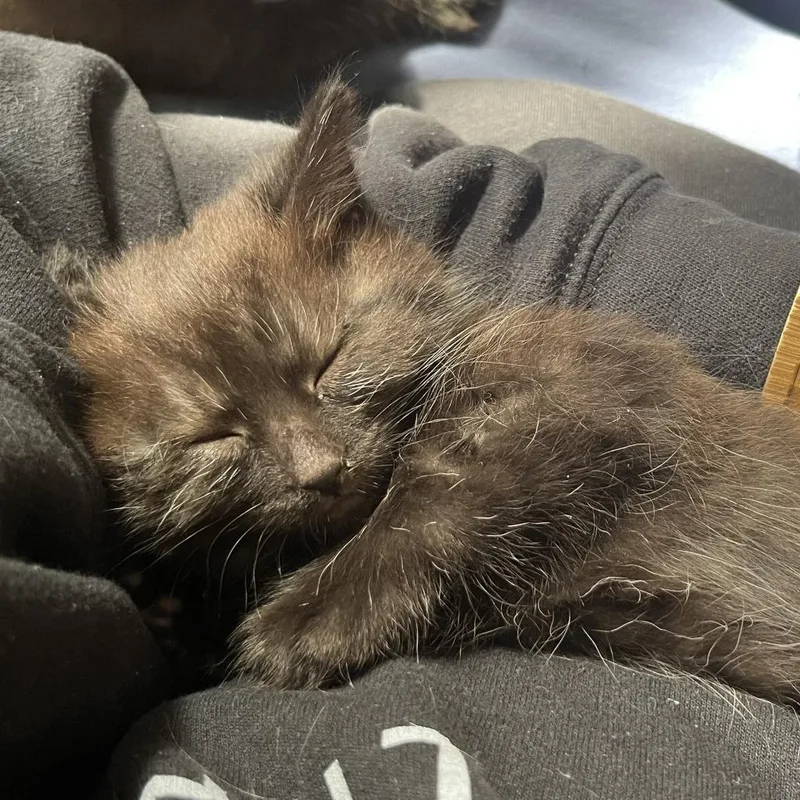 Garnet [blue] thumbnail 2