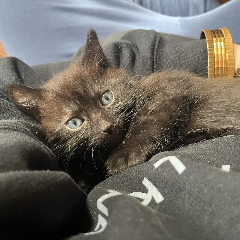 Garnet [blue] thumbnail 3