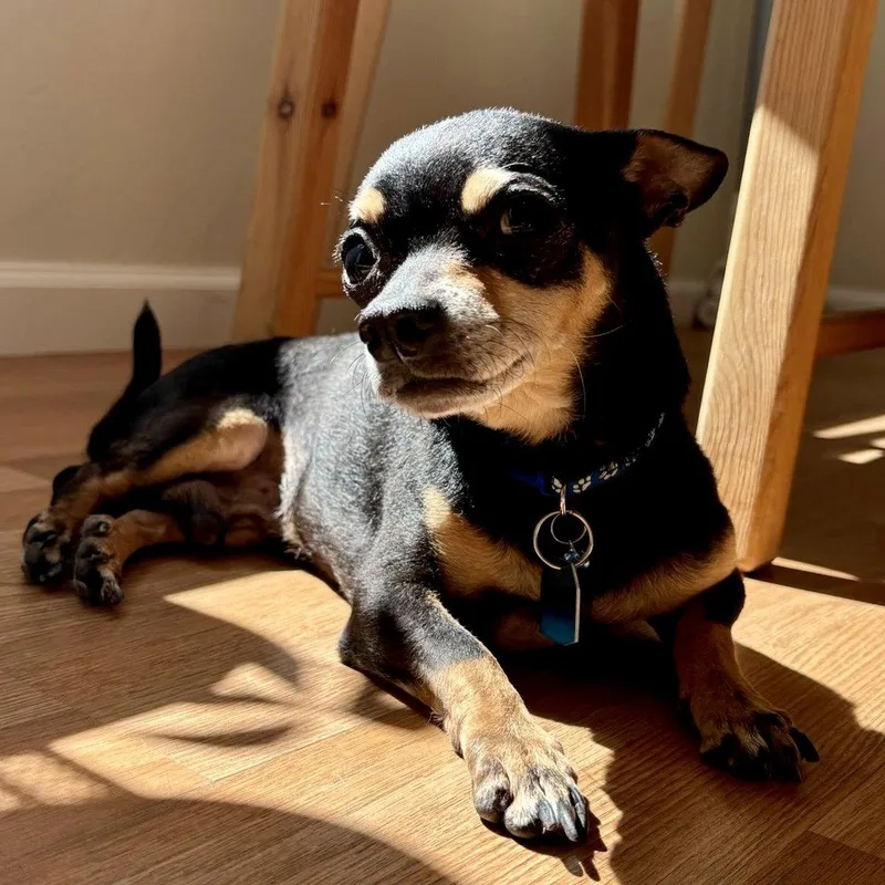 A senior small-sized male Chihuahua dog named Moonpie for adoption in Oakland, CA