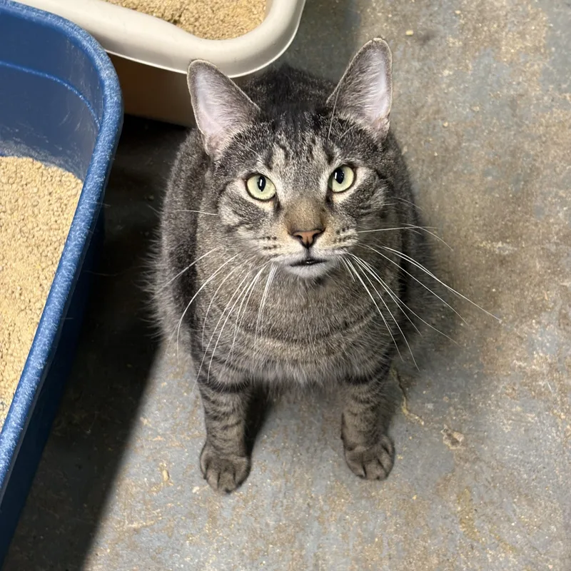 Stubby  Felv+ Goofball! thumbnail 2