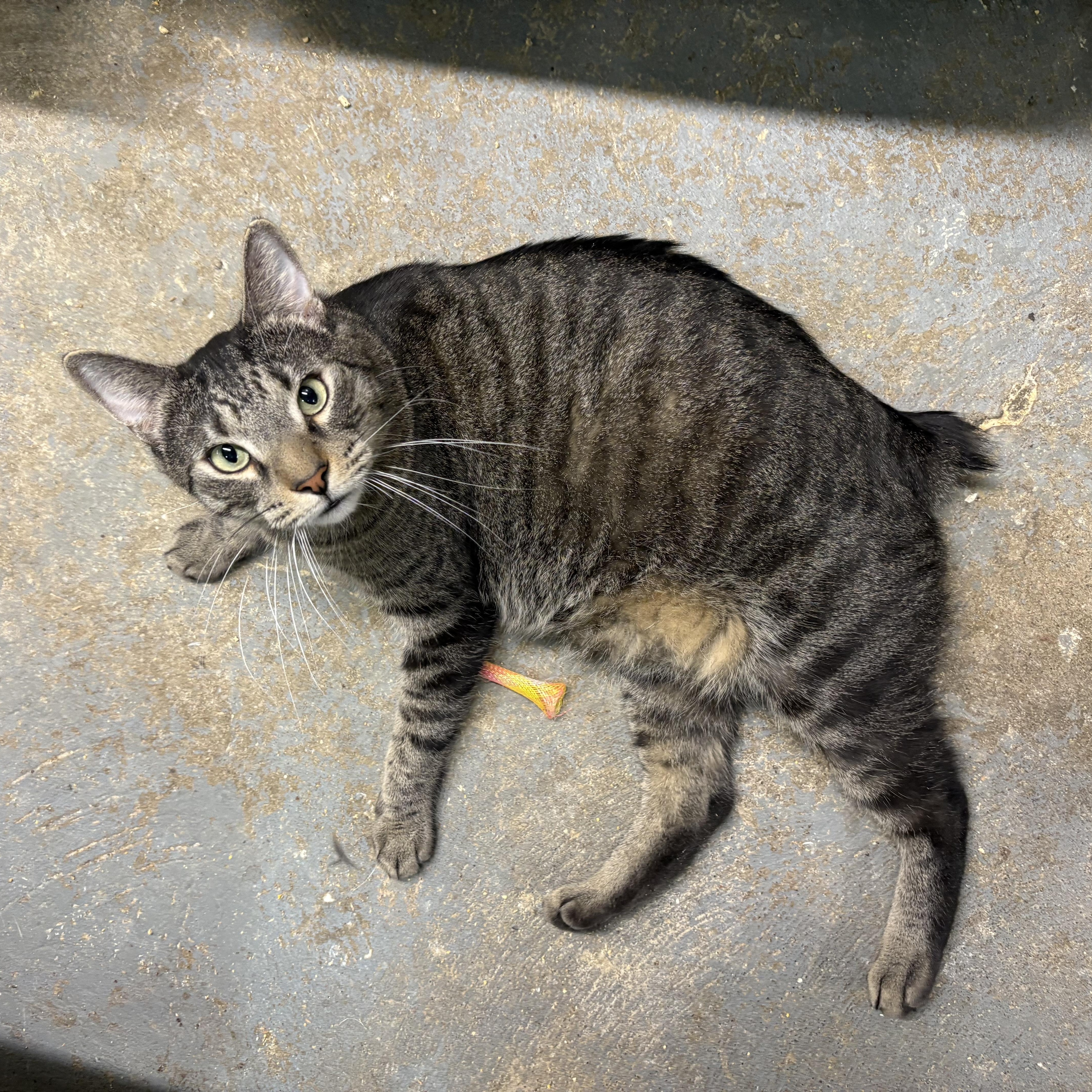 Stubby  Felv+ Goofball! thumbnail 3