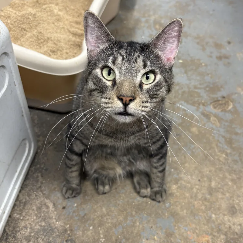 Stubby  Felv+ Goofball!