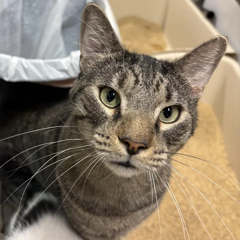 Stubby  Felv+ Goofball! thumbnail 4