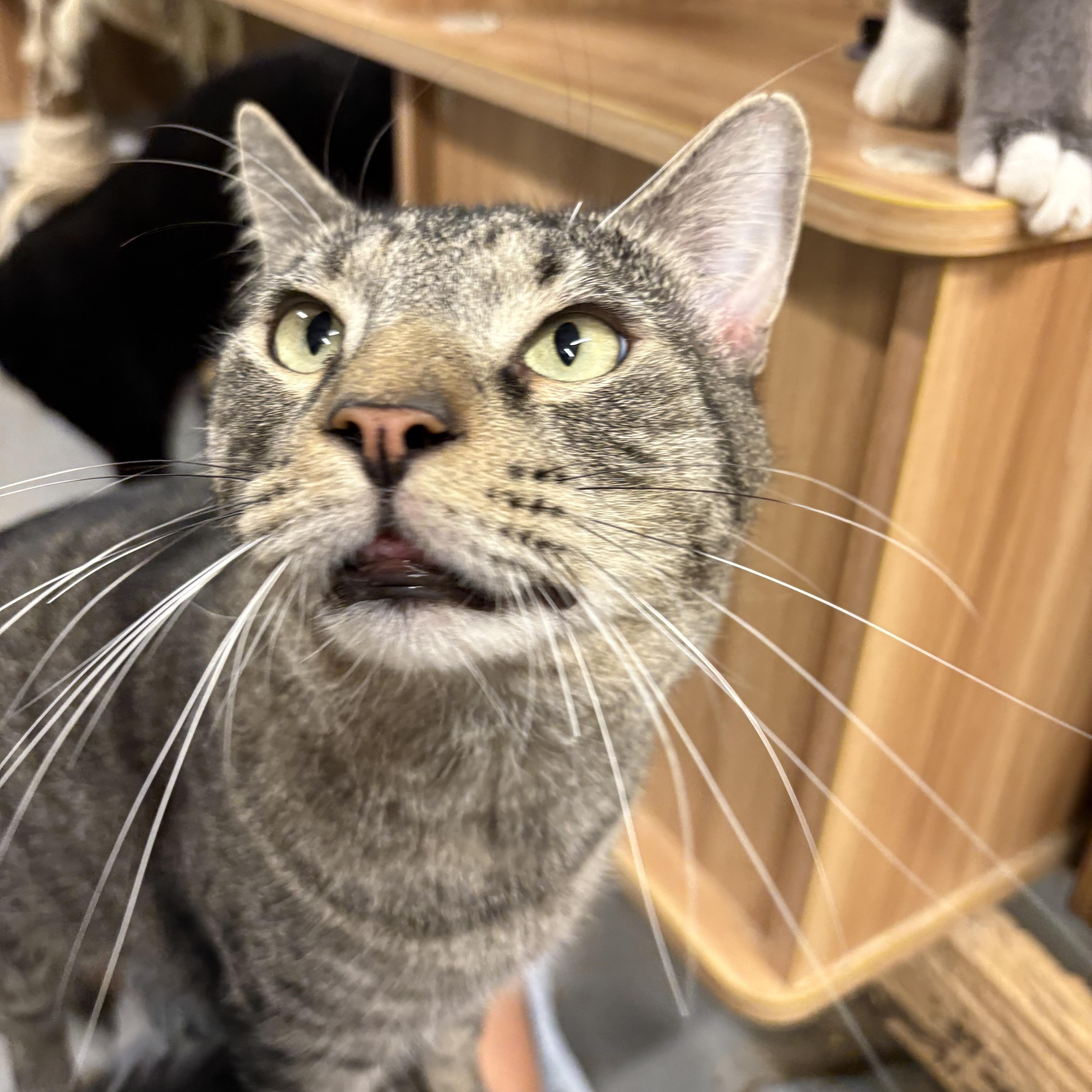 Stubby  Felv+ Goofball! thumbnail 5