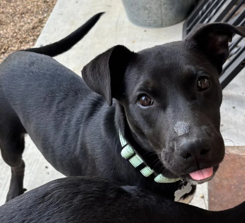A young medium-sized male Black Labrador Retriever dog named Willie Nelson for adoption in Houston, TX