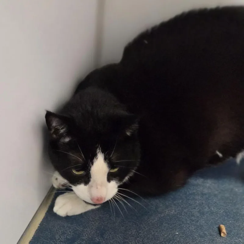 An adult extra large-sized male Black Domestic Medium Hair cat named Cookie for adoption in Philadelphia, PA