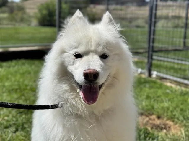 An adult medium-sized male Samoyed dog named Whiskey for adoption in Pueblo, CO