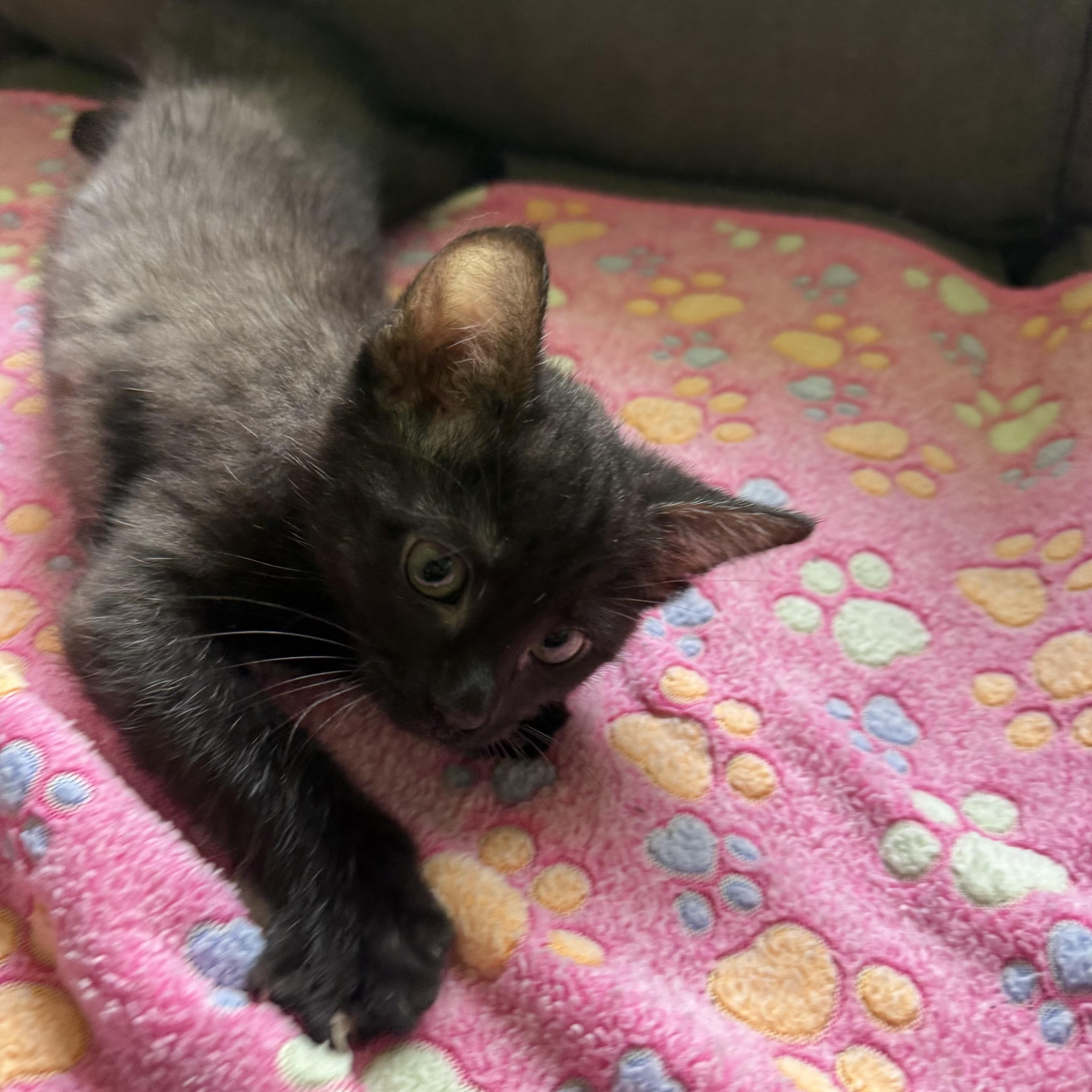 A young small-sized male Black Domestic Short Hair cat named Zack for adoption in Bentonville, AR