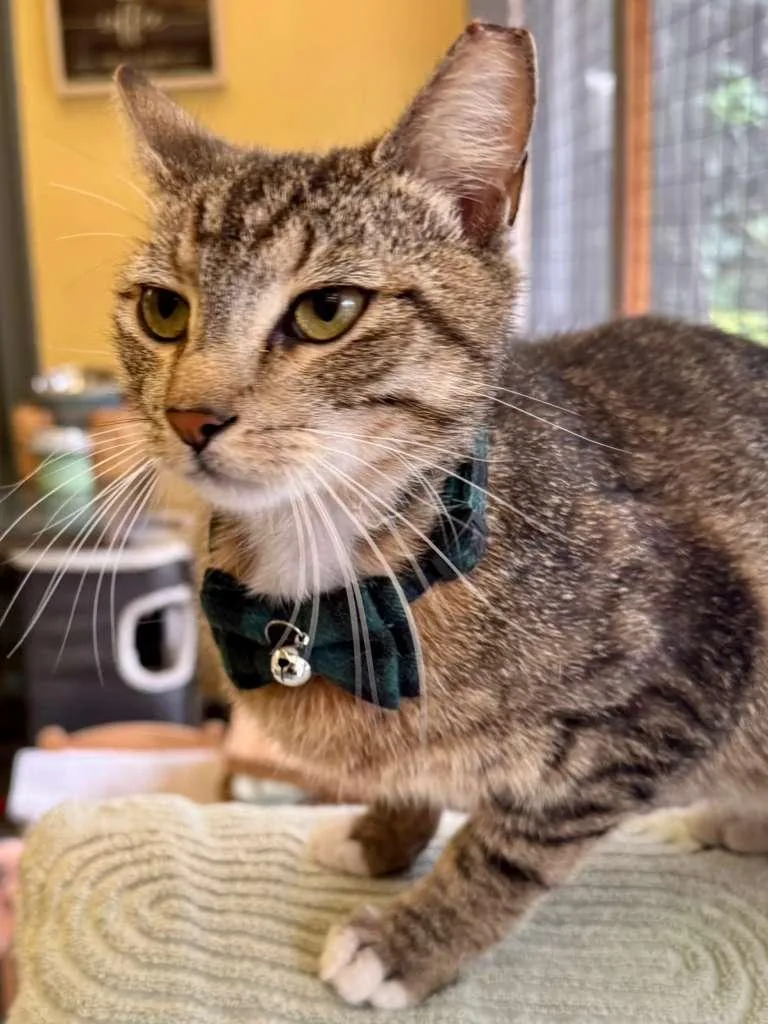 An adult medium-sized male Tabby (Brown / Chocolate) Tabby cat named Kai King Of Laps! for adoption in Fountain Valley, CA