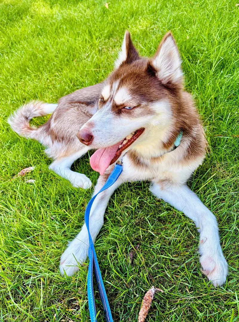 A young medium-sized female Brown / Chocolate Husky dog named Aspen for adoption in East Orange, NJ