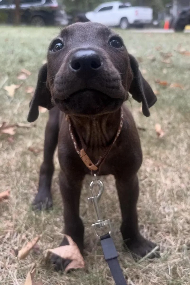 A baby medium-sized male Brown / Chocolate Labrador Retriever dog named Benji for adoption in Cedarburg, WI