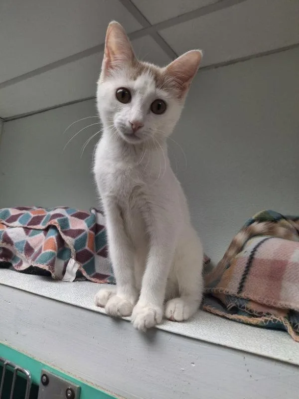 A baby medium-sized male Orange & White Domestic Short Hair cat named Darby AND O'Malley for adoption in Gonic, NH