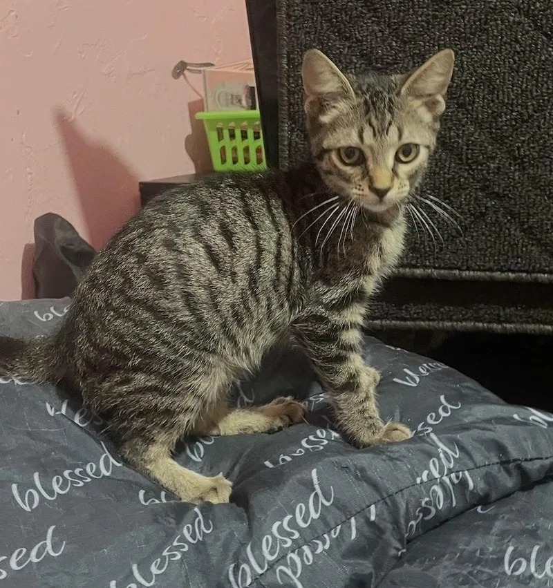 A baby small-sized male Domestic Short Hair cat named Micky for adoption in Hudson, NH