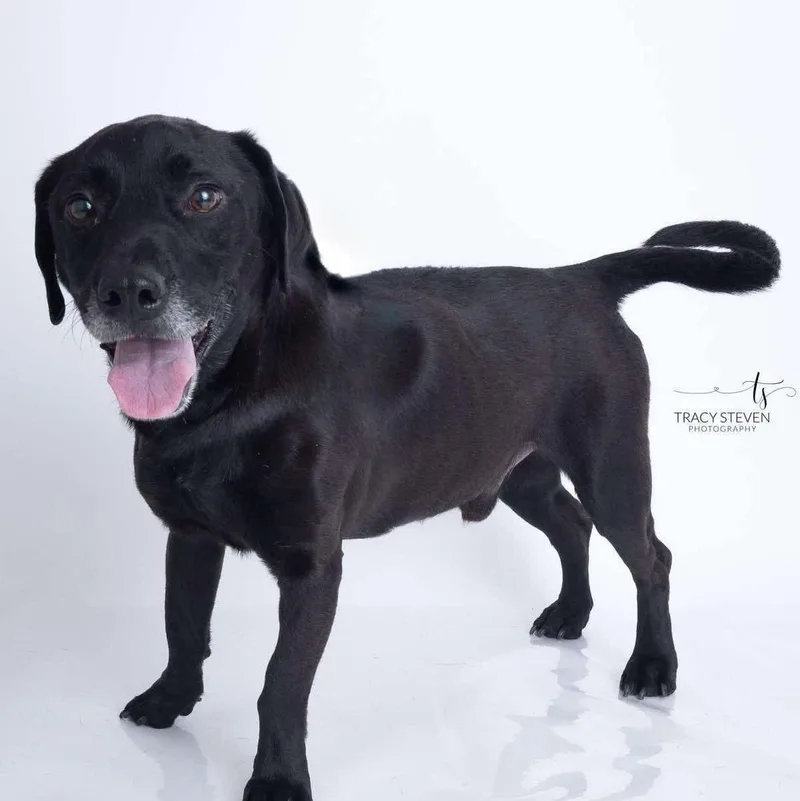 An adult medium-sized male Black Black Labrador Retriever dog named Colby Jack for adoption in Humble, TX